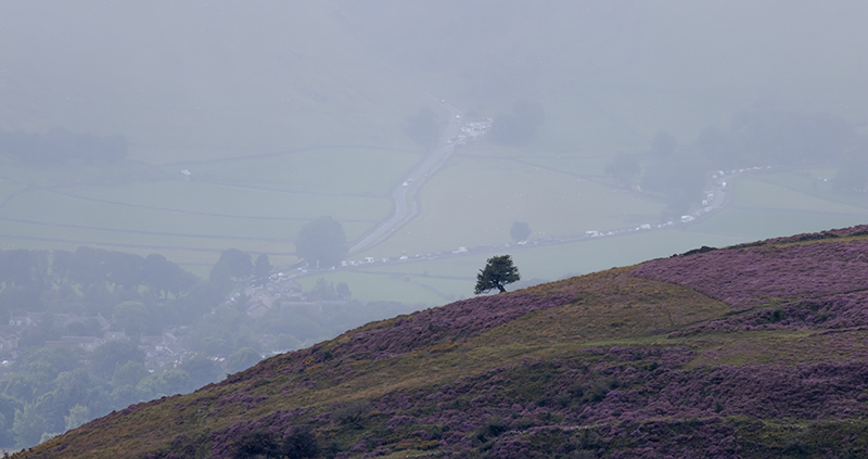 A silhouetted picture of a tree on a hill, with another green hill in the background which has winding traffic.