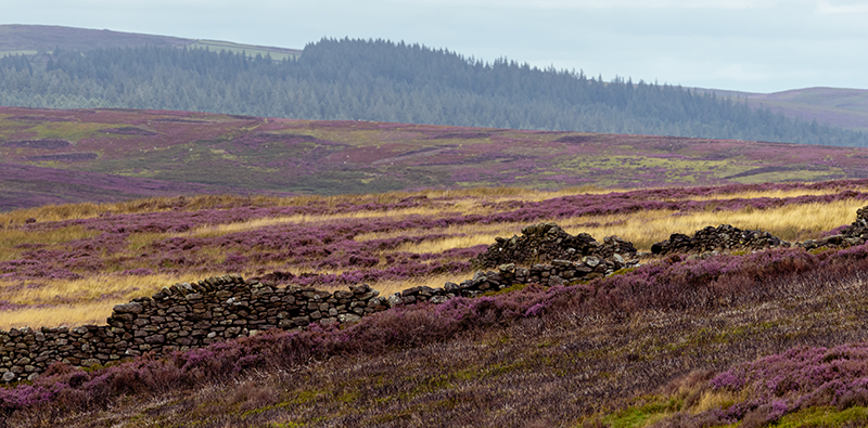 An old rock wall in the fields of heather