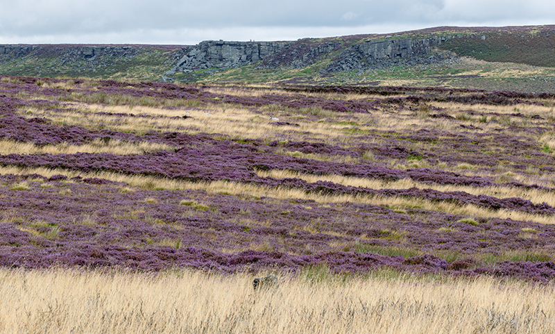 A field of heather and grass with a cliff in the background, a sneaky sheep can be spotted if you look closely