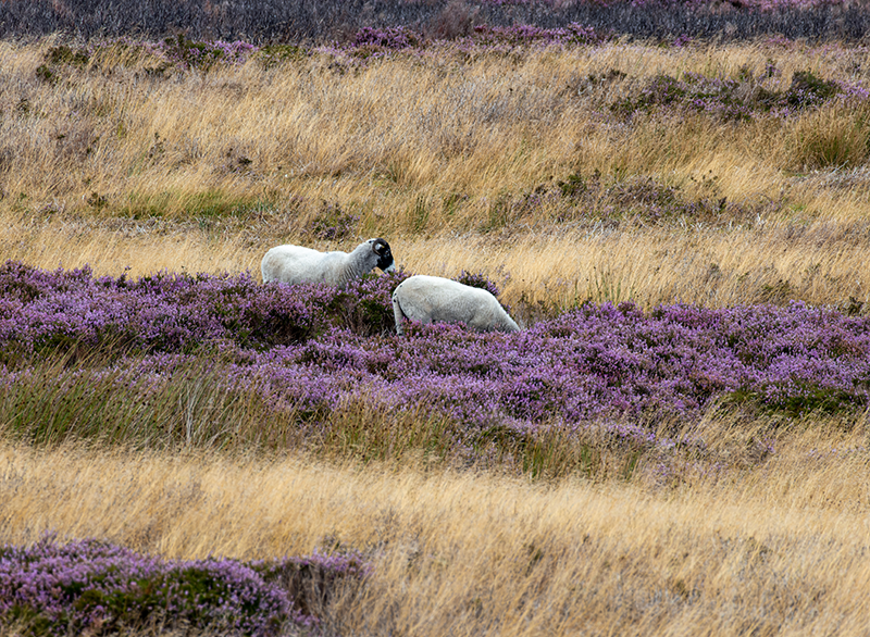 Two sheep in a heather patch eating. Surrounded by grass.