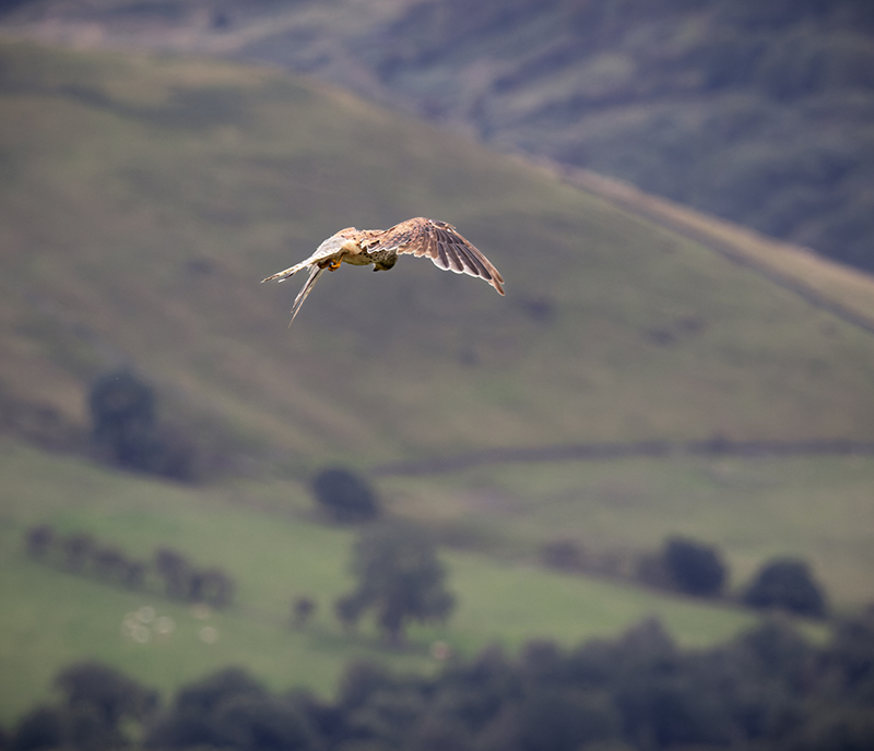 A Kestrel hovering midair looking down at the ground for prey.