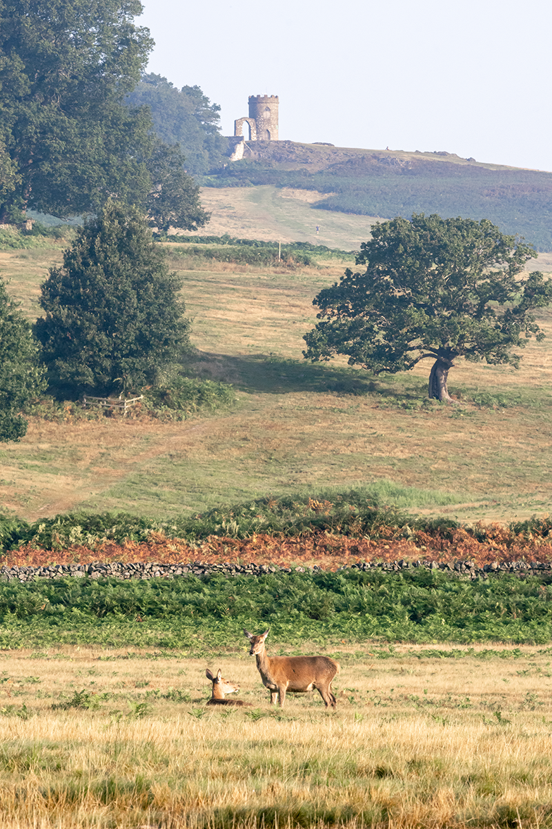 Two red deer in a field with a hill in the background. Old John tower sits atop the hill.