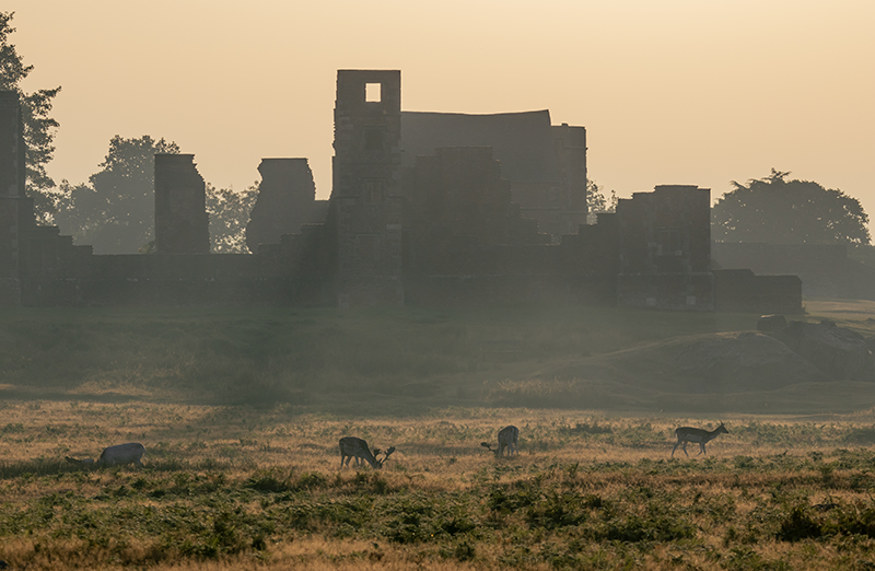 A view of the crumbling Bradgate house with deer standing in front grazing.