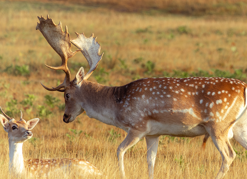 A fallow deer buck standing and staring at a doe that is laying in the grass.