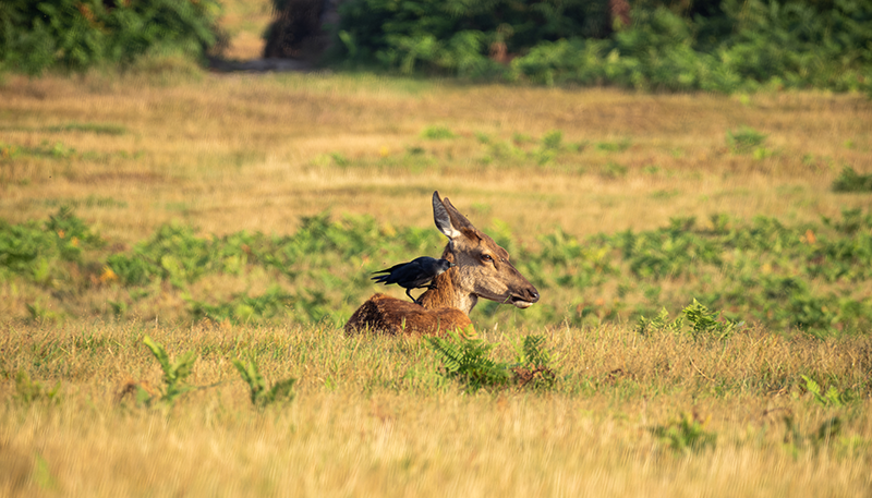 A red deer laying in medium grass. A crow standing on its back picking at bugs on the deer's face.